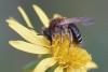 Andrena sp.